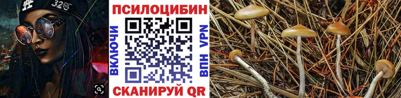 гидра рабочий сайт  Приозерск  Галлюциногенные грибы Psilocybe 